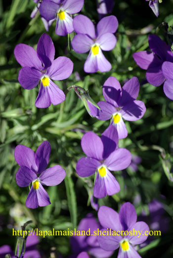 Viola palmensis, the palmeran violet