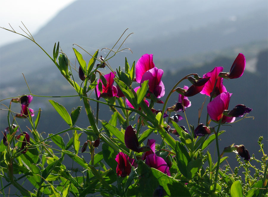 Purple pea flowers