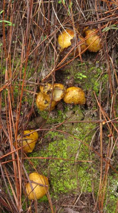 Nacidas peeping out of the soil.