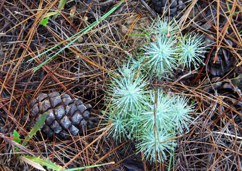 Looking straight down on Baby Canary pine trees , La Palma island