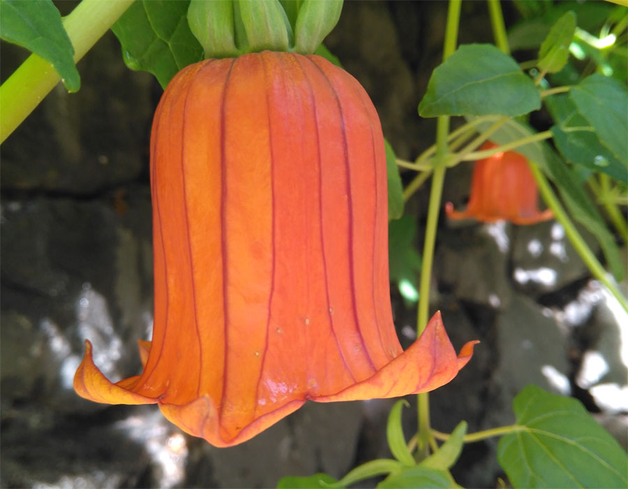 The Canary Bell flower, Canarina canariensis