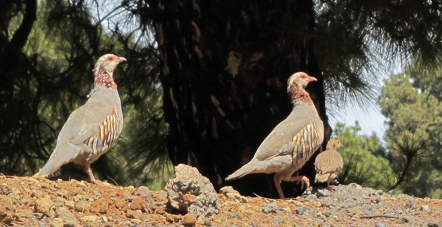 Barbary Partridges, Alectoris barbara koenigi