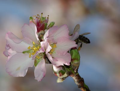 Almond blossom in Garafía, La Palma Almond blossom in Garafía, La Palma