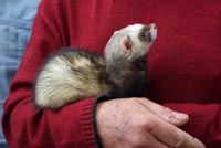 A pet ferret A pet ferret being blessed in Fuencaliente, La Palma, Canary Islands