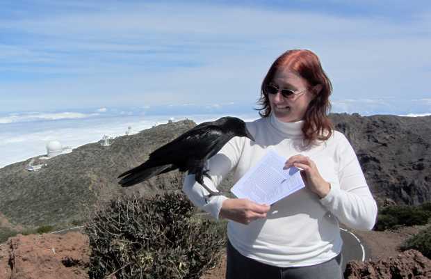 Carmelo the raven on my arm looking at 'The Seer's Stone'