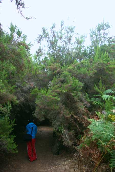 Tree heather, Garafia, La Palma Tree heather, Garafia, La Palma
