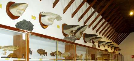 Sharks' heads Stuffed sharks and other fish, Island Museum, Santa Cruz de la Palma