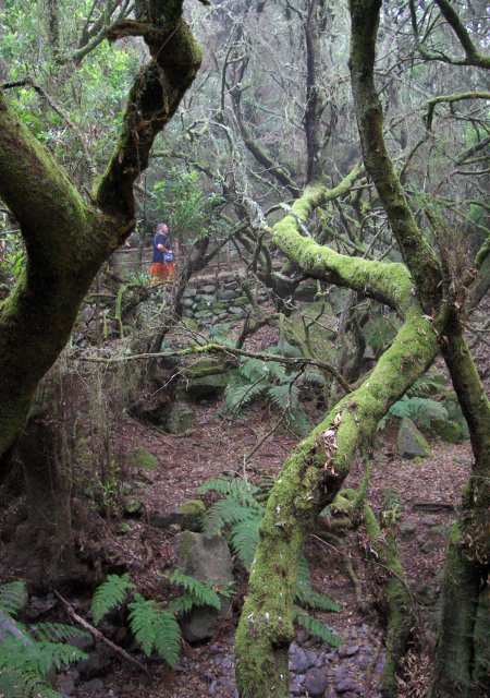 The woods at La Zarzita, Garafia, La Palma The woods at La Zarzita, Garafia, La Palma