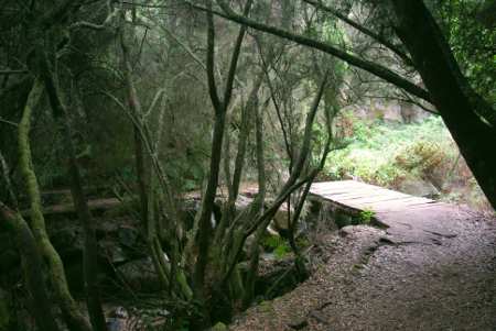 The woods at La Zarzita, Garafia, La Palma The woods at La Zarzita, Garafia, La Palma
