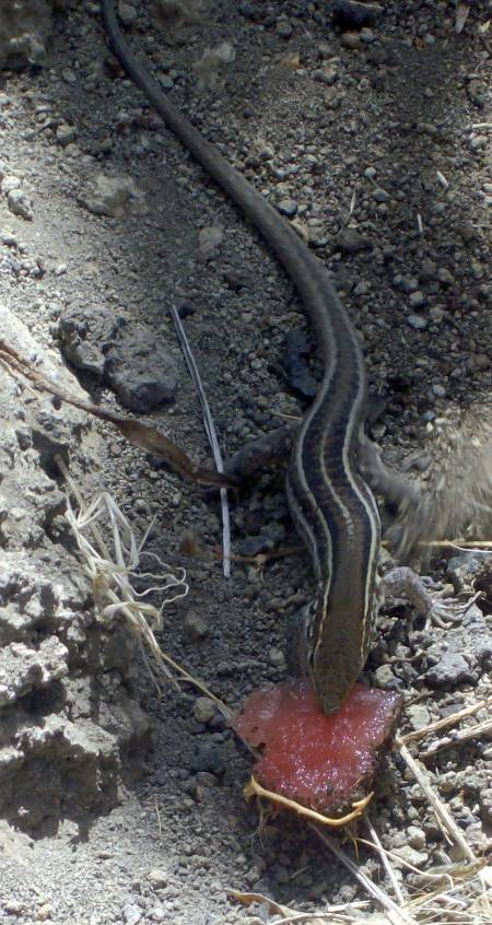 Female Canary wall lizard (Gallotia galloti palmae) with watermelon Tedote, Los Llanos, La Palma