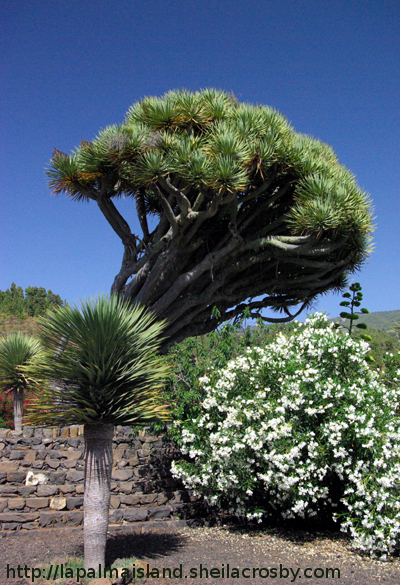 Leaning Dragon tree Leaning dragon tree, Dracaena draco, in Puntagorda