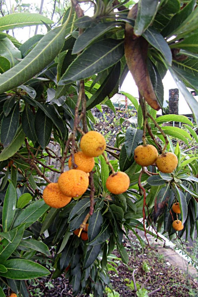 Strawberry tree, or Arbutus canariensis