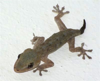 Gecko: Tarentola delalandii The gecko found on La Palma, Tarentola delalandii