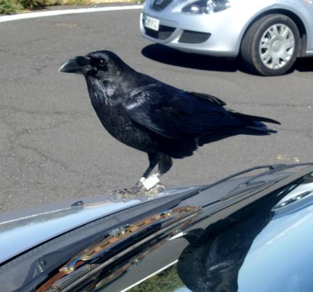 Raven on my car at the observatory, Garafía. Raven on my car at the observatory, Garafía.