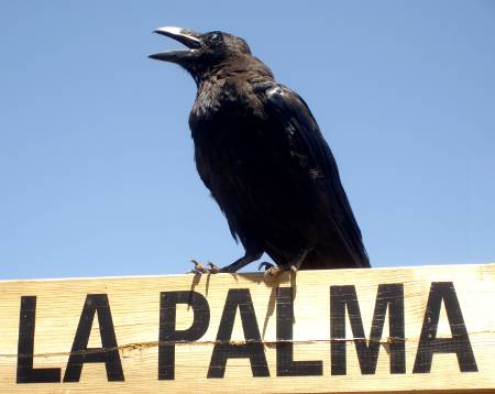 Raven at Los Andennes viewpoint, Garafía. Raven at Los Andennes viewpoint, Garafía.